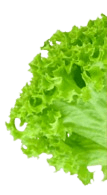 sallad